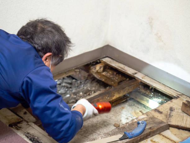 Best White Mold Remediation in Chebanse, IL