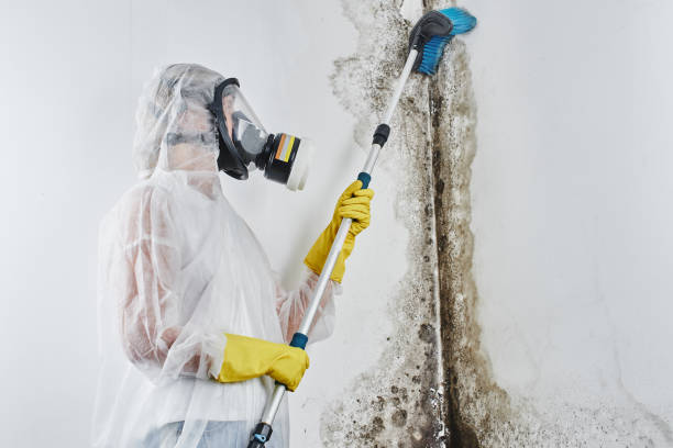 Best Residential Mold Remediation in Chebanse, IL