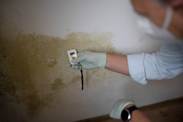 Professional Mold Remediation in Chebanse, IL