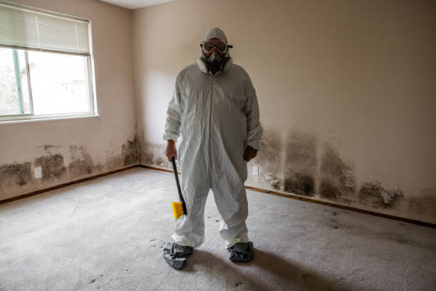 Best Post-Flood Mold Remediation in Chebanse, IL
