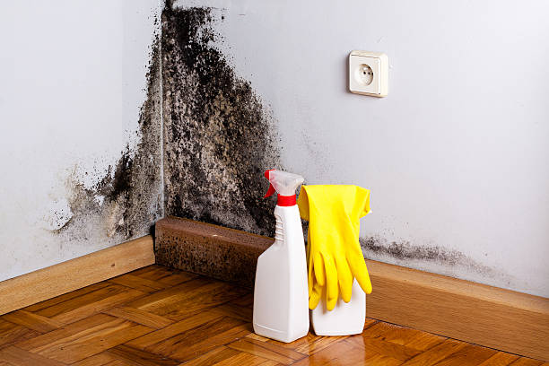 Best Industrial Mold Remediation in Chebanse, IL