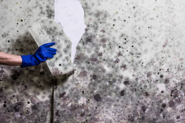 Best Mold Testing and Inspection Services in Chebanse, IL